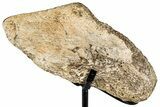 Dinosaur (Triceratops) Frill Shield Section - South Dakota #350619-1